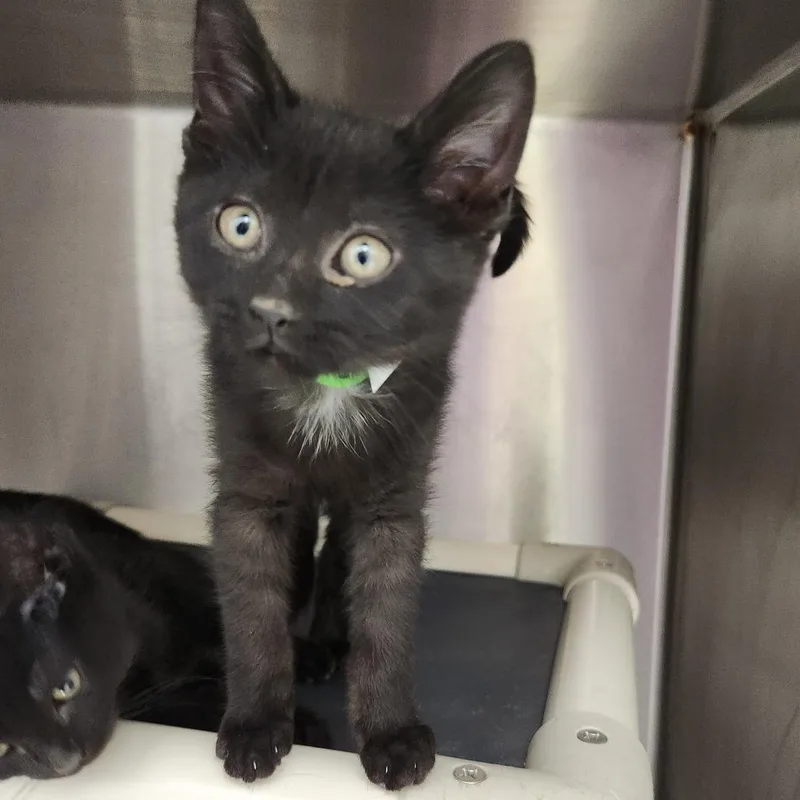 A young medium-sized female Black Domestic Short Hair cat named Nyx for adoption in Fort Wayne, IN