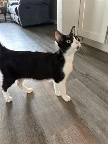 A young small-sized female Domestic Short Hair cat named Moo for adoption in Orlando, FL