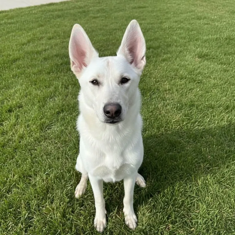 An adult medium-sized male White / Cream White German Shepherd dog named Casper the White GSD for adoption in Van Horne, IA