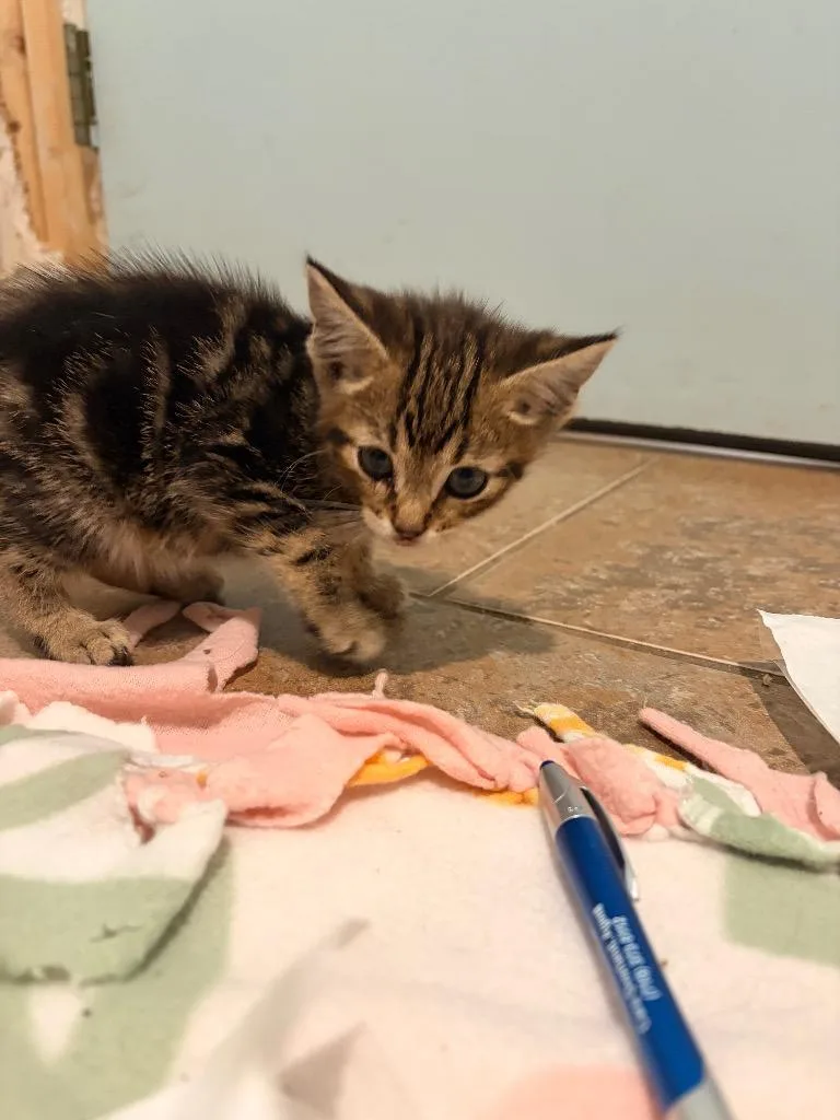 A baby medium-sized male Domestic Short Hair cat named J Nut for adoption in Ashland, WI