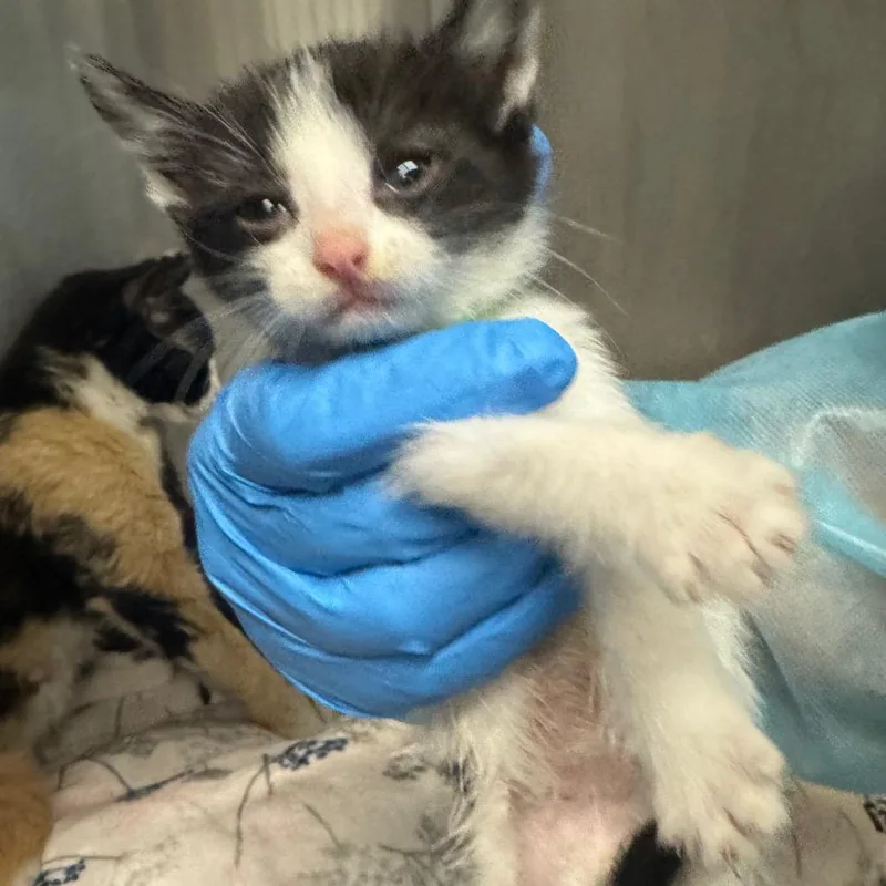 A baby small-sized male Black Domestic Short Hair cat named Scrappy Doo for adoption in Los Angeles, CA