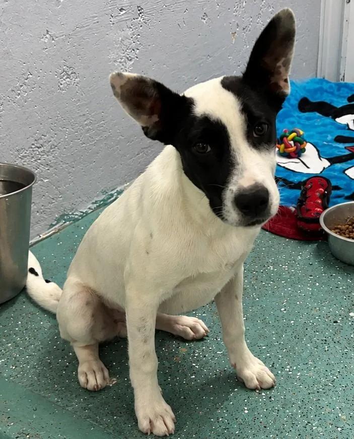 A baby medium-sized male Border Collie dog named Rio for adoption in Seven Points, TX