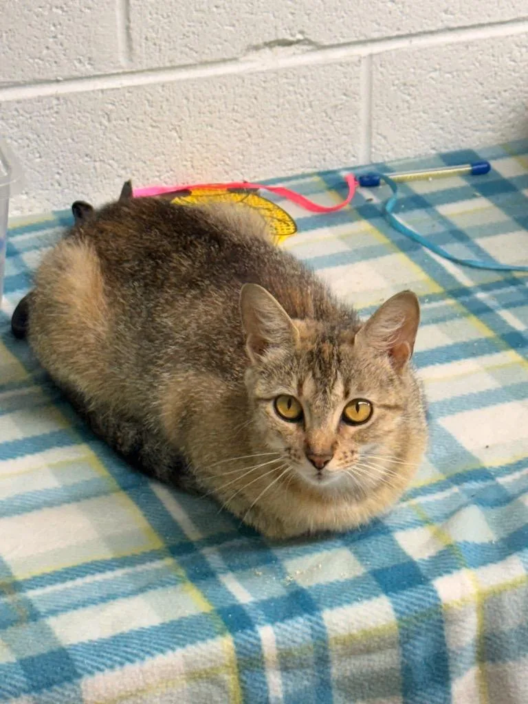 A young medium-sized female Domestic Short Hair cat named Bella for adoption in Camden, TN