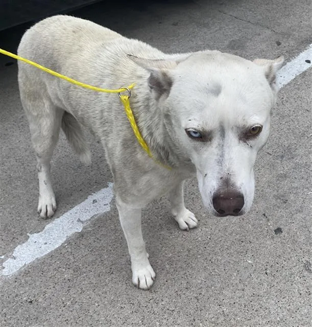 A young large-sized male Mixed Breed dog named Winter for adoption in Dallas, TX