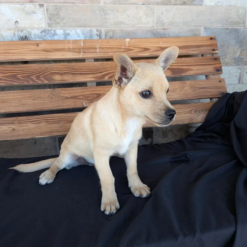 A baby small-sized male Chihuahua dog named Pablo for adoption in Chico, CA