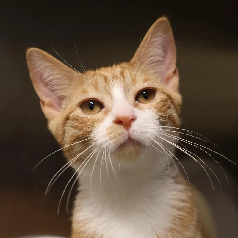 A baby small-sized male Orange / Red Domestic Short Hair cat named Rocky for adoption in Briarcliff Manor, NY