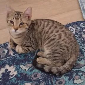 Loki