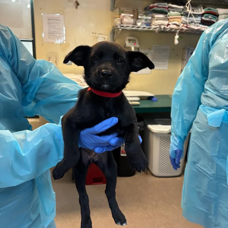 A baby small-sized female Black Shepherd dog named Monster Energy for adoption in Pasadena, CA
