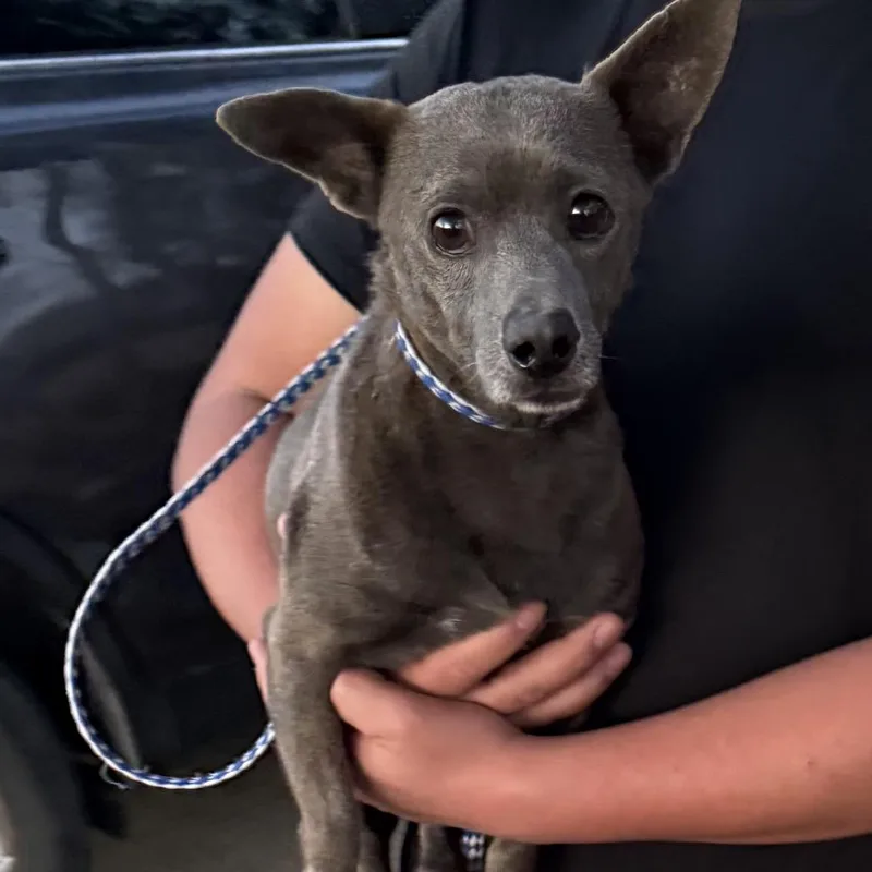 An adult small-sized male Gray / Blue / Silver Chihuahua dog named Yoda for adoption in Hagerstown, MD