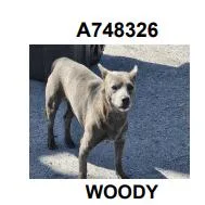 Yoda thumbnail 3