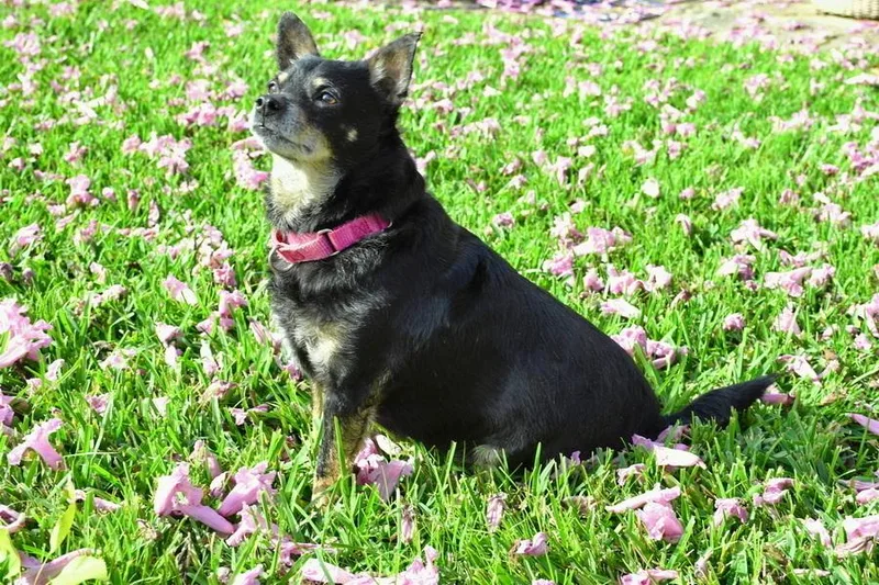 An adult small-sized male Chihuahua dog named Kennedy for adoption in Winter Garden, FL