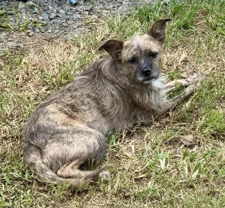 Hattie