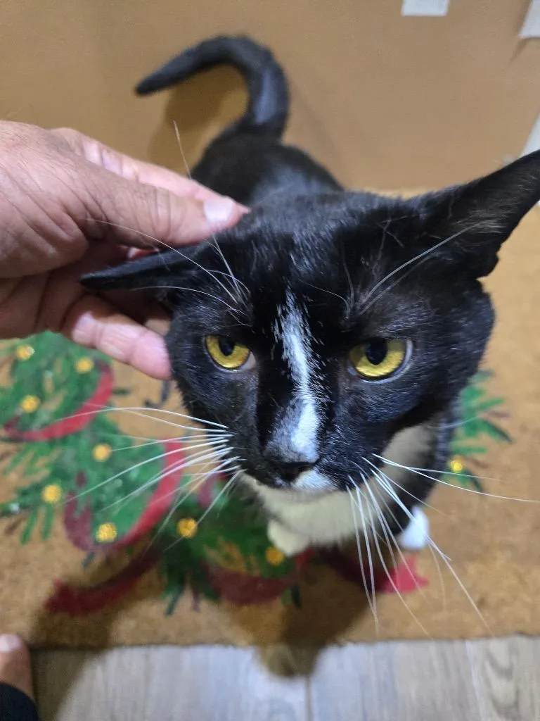 An adult medium-sized male Domestic Short Hair cat named Royce for adoption in New York, NY