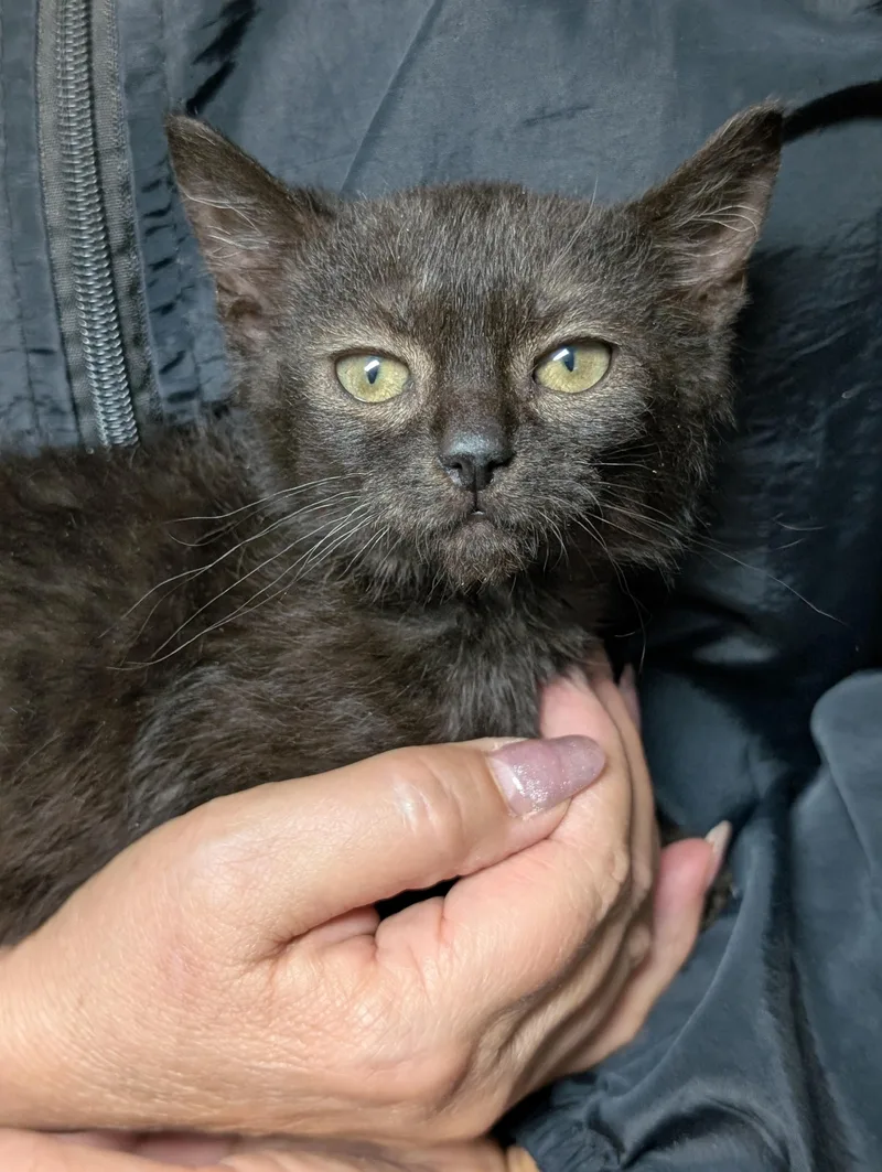 A baby medium-sized female Black Domestic Short Hair cat named Annalise for adoption in Tilton, IL