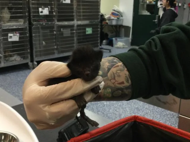 A baby small-sized female Domestic Short Hair cat named Ginny for adoption in Thousand Palms, CA