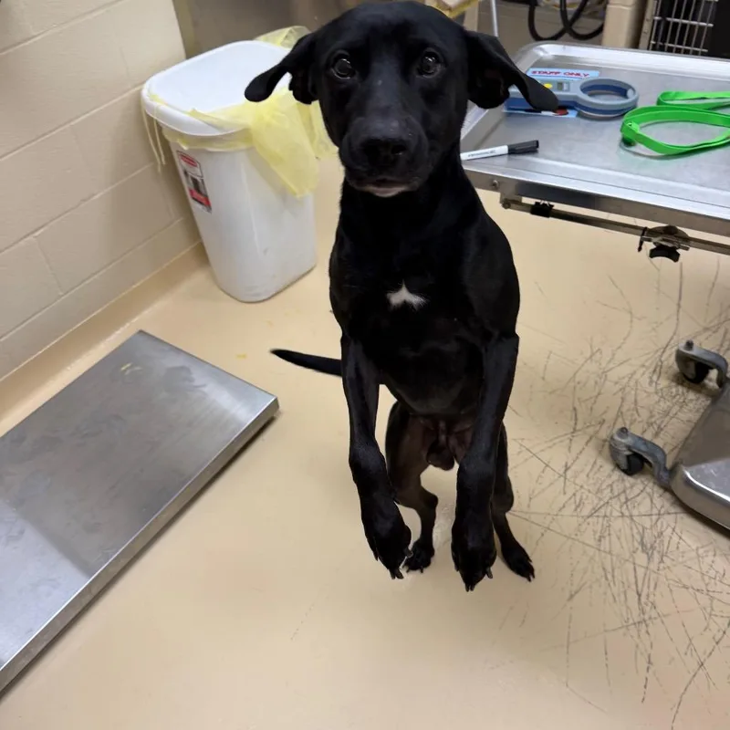 An adult medium-sized male Black Mixed Breed dog named Femur for adoption in Winston-Salem, NC