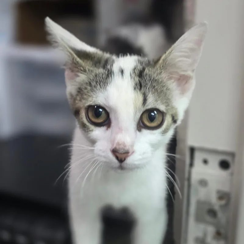 A baby small-sized female White Domestic Short Hair cat named Doja for adoption in Huntsville, AL
