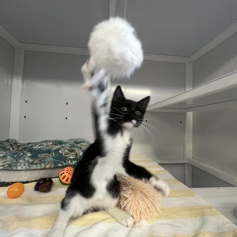Chicky thumbnail 3
