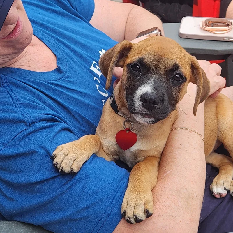 A baby medium-sized female Yellow / Tan / Blond / Fawn Mixed Breed dog named Betsy Ross for adoption in Buford, GA