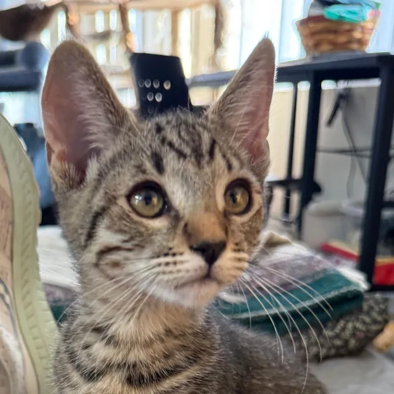A baby small-sized male Gray / Blue / Silver Domestic Short Hair cat named Adonis City Of for adoption in Chino Hills, CA