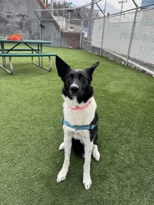 An adult large-sized male Shepherd dog named Snickers for adoption in Seattle, WA