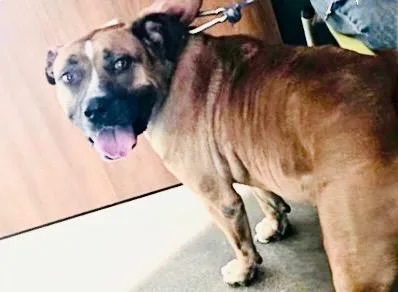 An adult medium-sized female Labrador Retriever dog named Shakira for adoption in Houston, TX