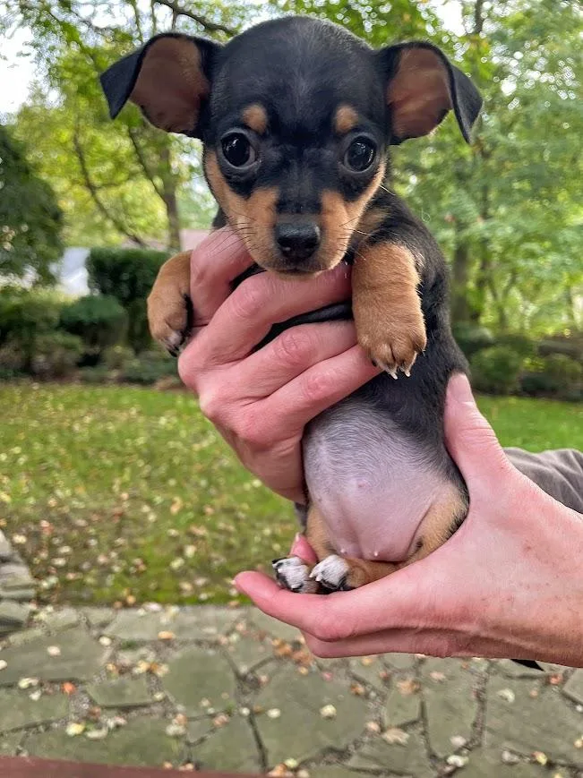 A baby small-sized female Tricolor (Brown, Black, & White) Chihuahua dog named Zurich for adoption in Shermans Dale, PA