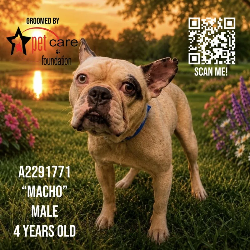 An adult small-sized male American Bulldog dog named Macho for adoption in Los Angeles, CA