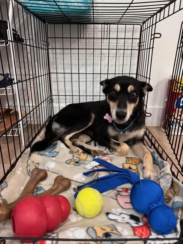 An adult medium-sized female Shepherd dog named Harp for adoption in San Diego, CA