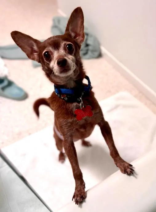A senior small-sized male Chihuahua dog named Yogi for adoption in San Diego, CA
