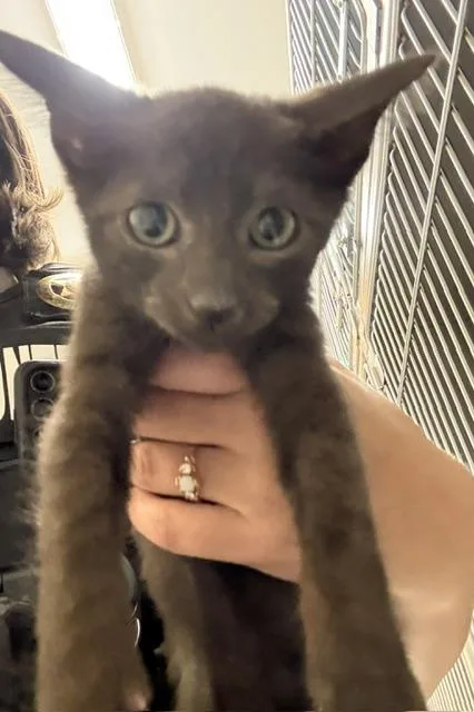 A baby small-sized female Black Domestic Short Hair cat named Posh Spice for adoption in Dinwiddie, VA