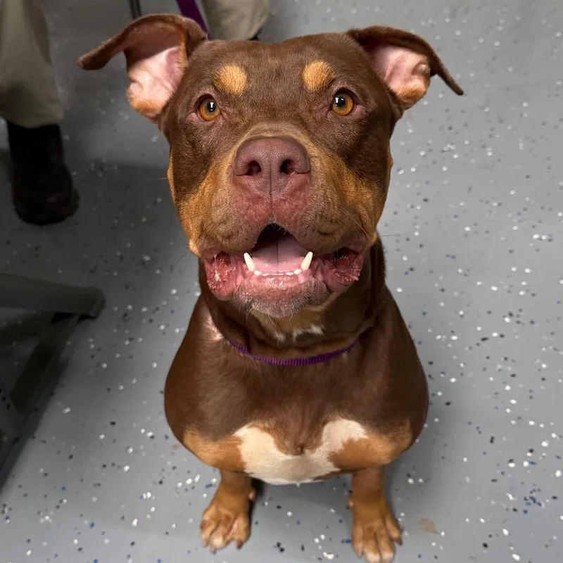 A young large-sized female Brown / Chocolate Pit Bull Terrier dog named Valencia for adoption in Tuscaloosa, AL