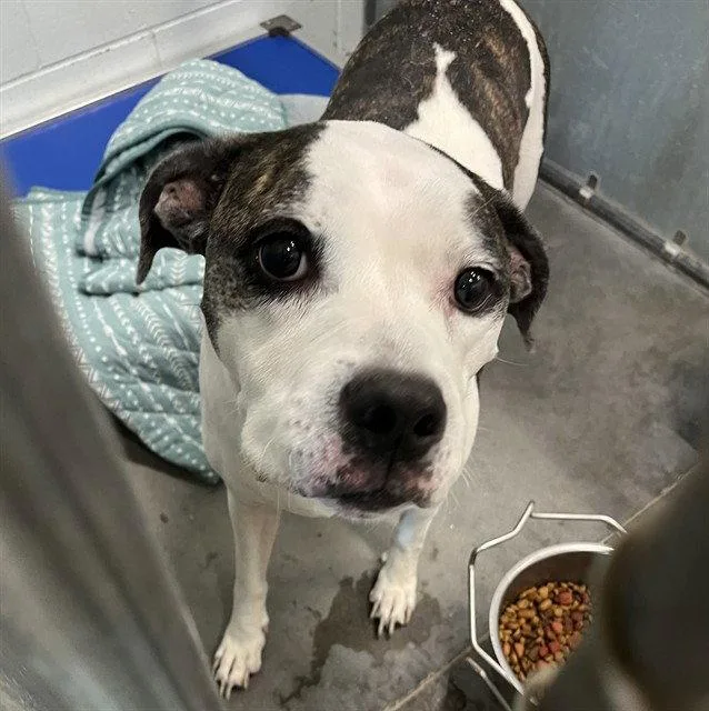 A senior large-sized female American Bulldog dog named Adelaide for adoption in Tavares, FL