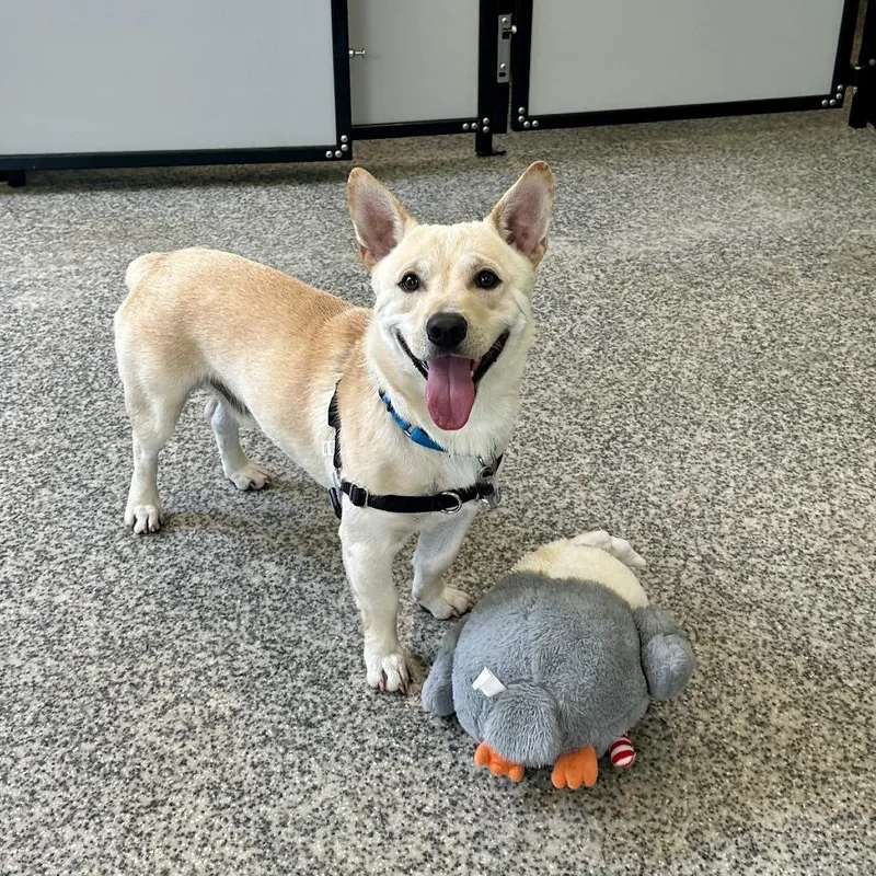 An adult medium-sized male White / Cream Mixed Breed dog named Thomas for adoption in Falls Church, VA