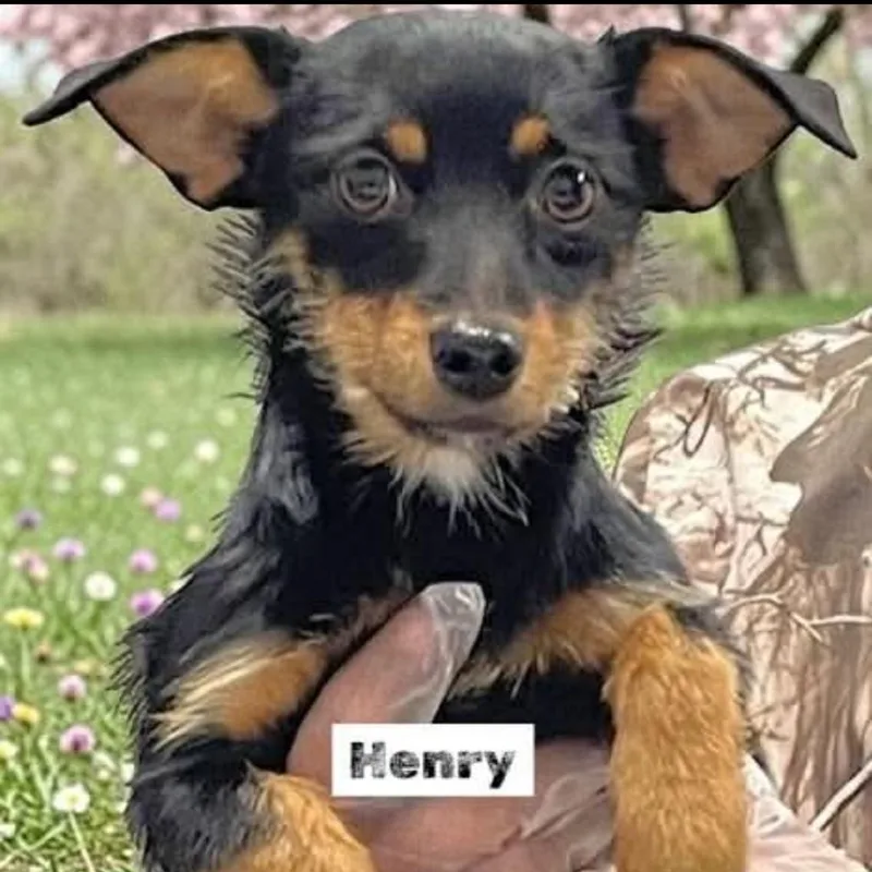 A young small-sized male Black Jack Russell Terrier dog named Henry for adoption in Rockville, MD
