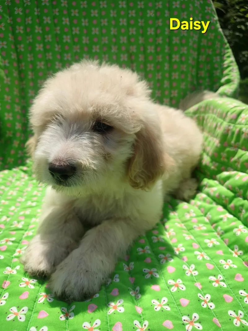 A baby large-sized female Great Pyrenees dog named Daisy for adoption in Croydon, NH