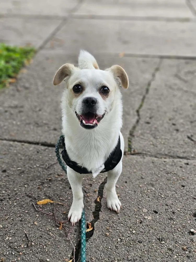 A young small-sized male Chihuahua dog named Duke for adoption in Fremont, NE