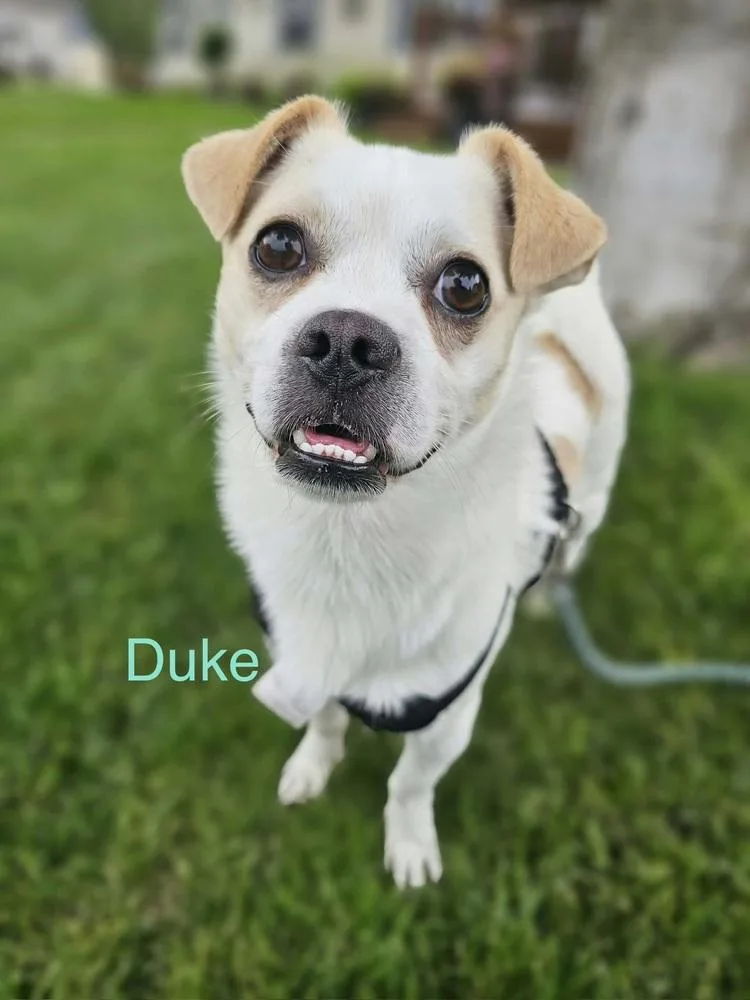 Duke thumbnail 2