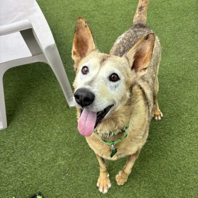 A senior large-sized male Brown / Chocolate Shepherd dog named Boe for adoption in San Diego, CA