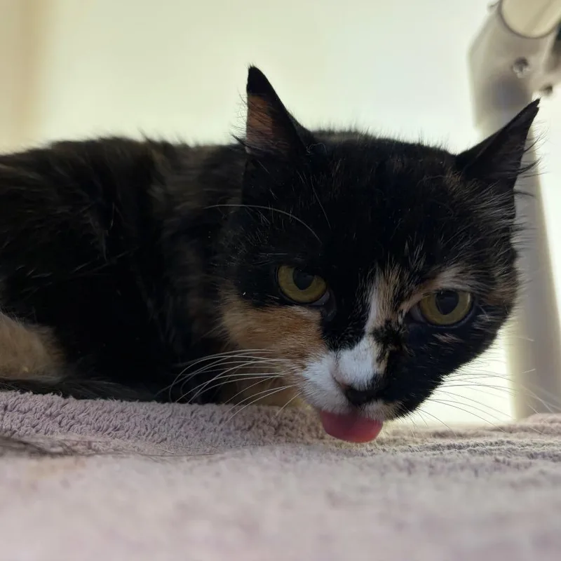 An adult medium-sized female Calico Domestic Short Hair cat named Misty for adoption in Harrisonburg, VA