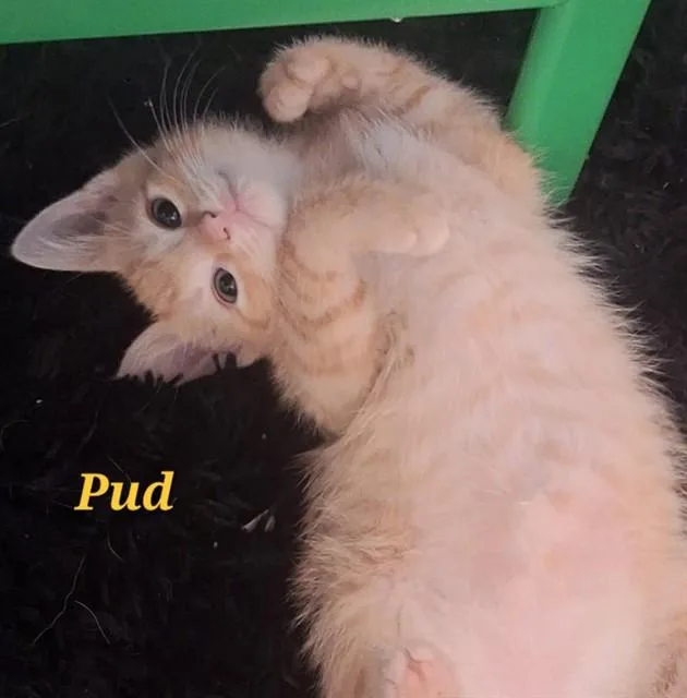 A baby medium-sized male Domestic Short Hair cat named Pud for adoption in Peoria, IL