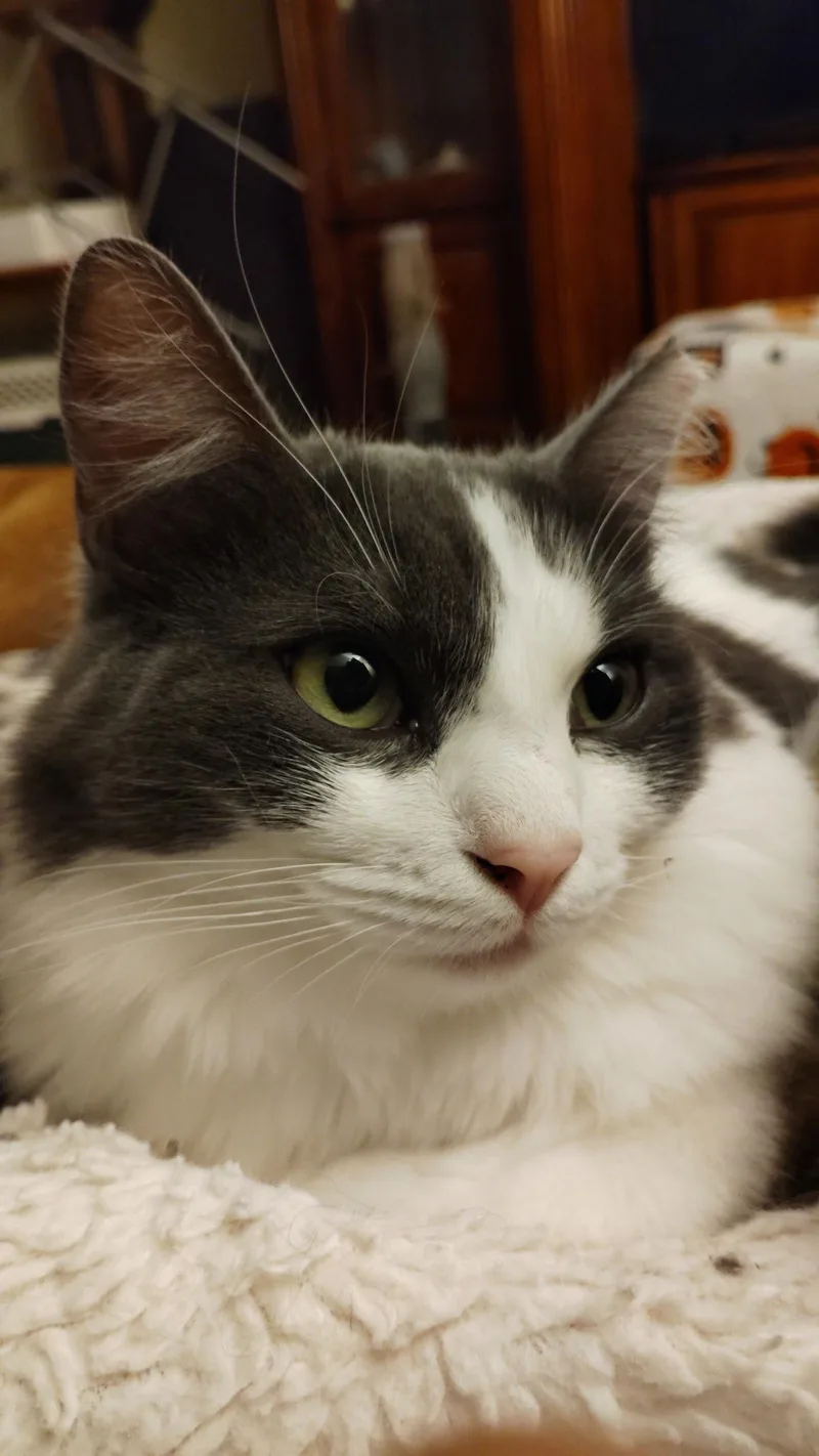 Wildflower & Blossum