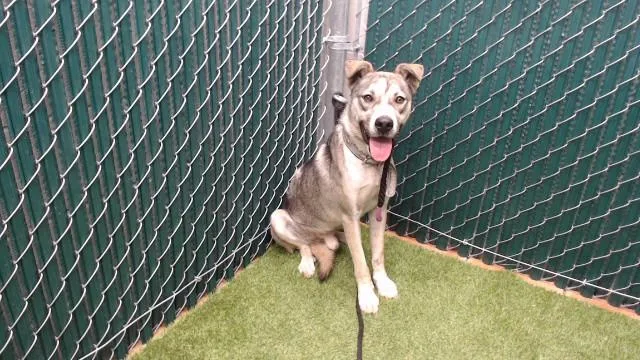 A young medium-sized male Siberian Husky dog named Alex for adoption in Downey, CA