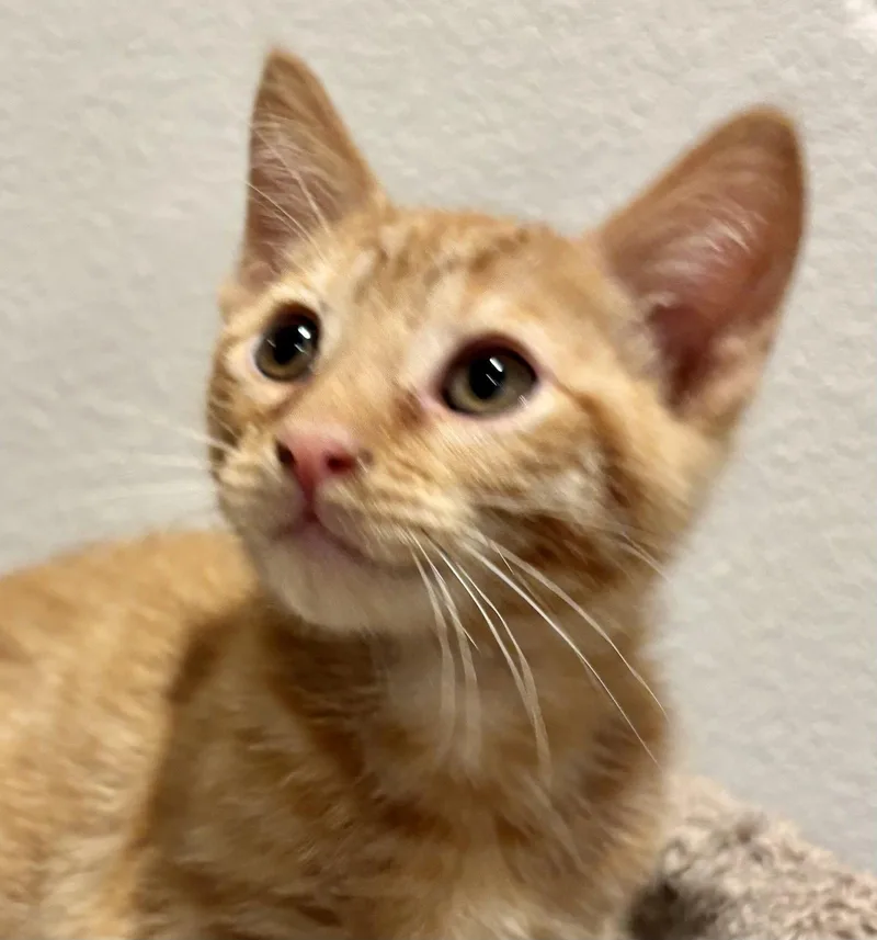 A baby medium-sized male Orange / Red Domestic Short Hair cat named George for adoption in Antioch, CA