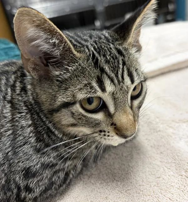 A baby small-sized female Domestic Short Hair cat named FieryThroated for adoption in Escondido, CA