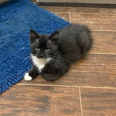 A baby small-sized female Manx cat named Brownie for adoption in Woodstock, GA