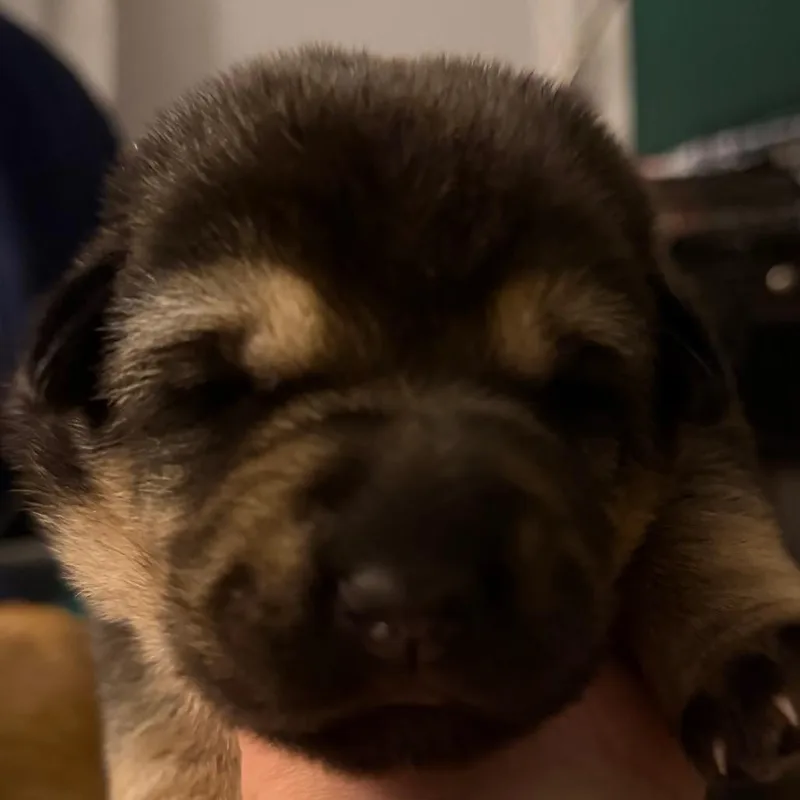 A baby small-sized male Black Shepherd dog named Kaiser for adoption in Greenfield, IN