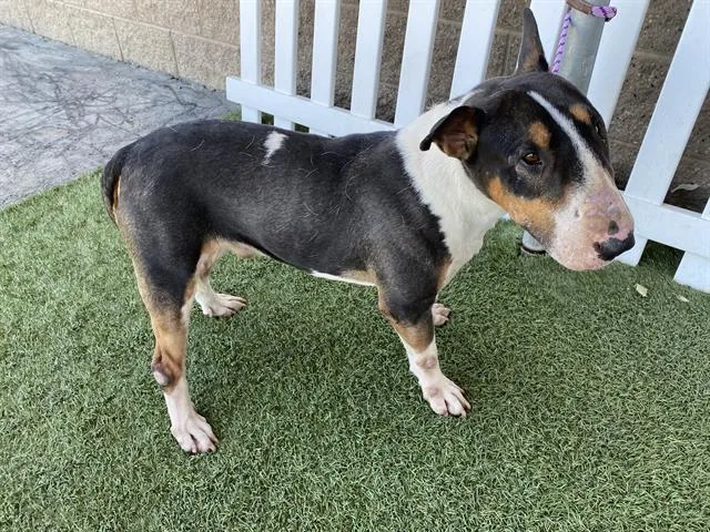 An adult large-sized male Bull Terrier dog named A for adoption in Modesto, CA