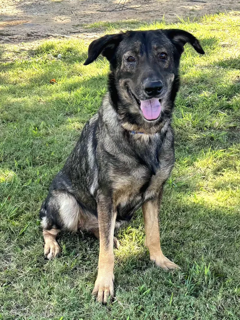 An adult medium-sized female German Shepherd Dog dog named Stella for adoption in Pelzer, SC