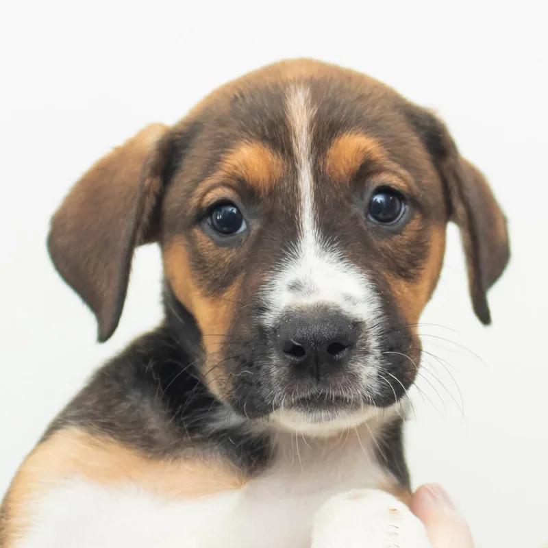 A baby small-sized female Brown / Chocolate Mixed Breed dog named Columbia for adoption in Middletown, RI